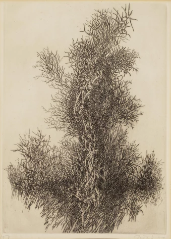 Peterdi 1955_44x32cm