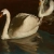 Tibor Csernus Swans 1984 oil on canvas 22x27.2 cm